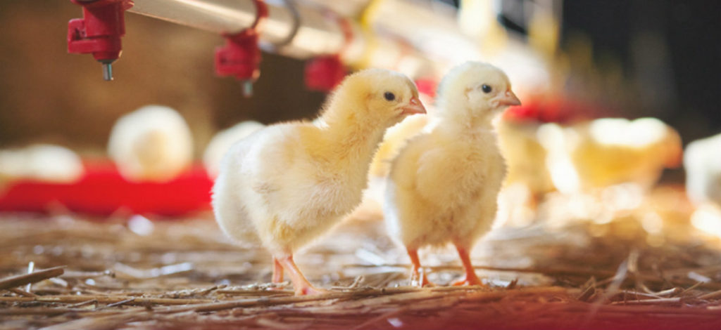 antibiótico na avicultura