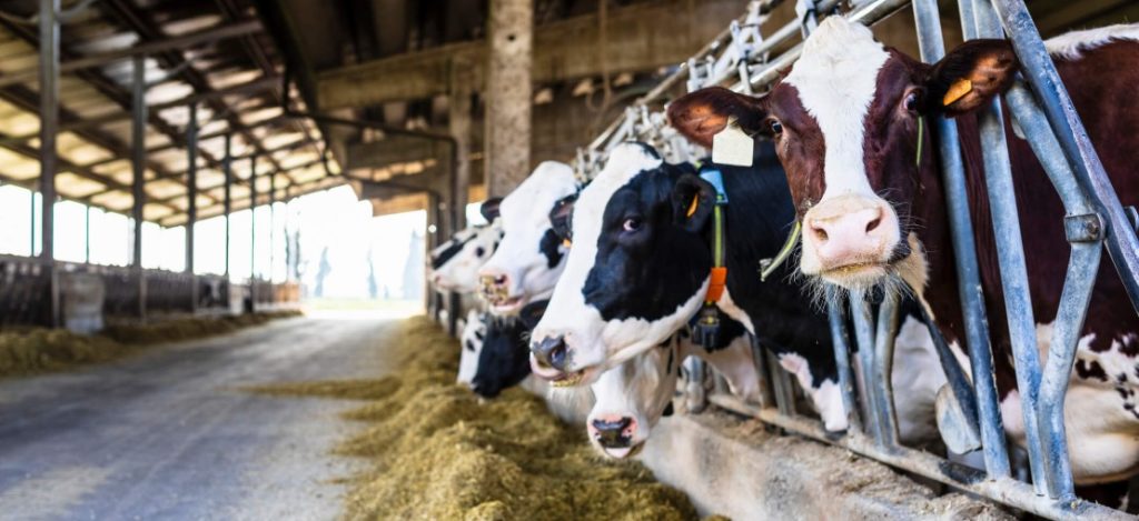 prevenir e controlar doenças em bovinos de leite