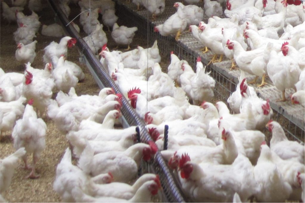biossegurança na avicultura